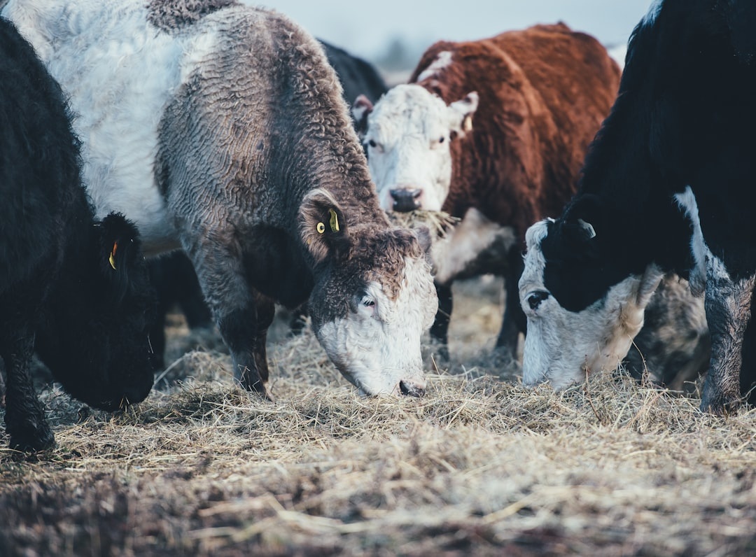 Agricultural loan