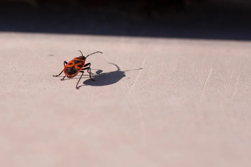 Cockroach