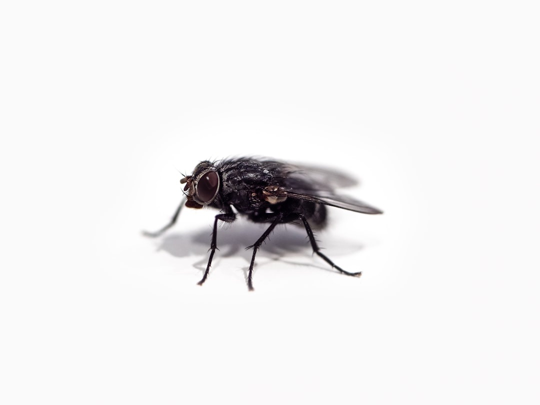 Pest