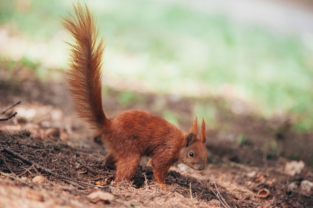 Rodent