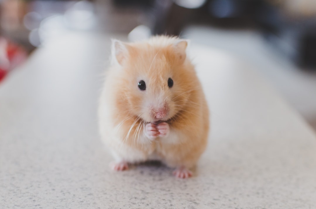 Rodent