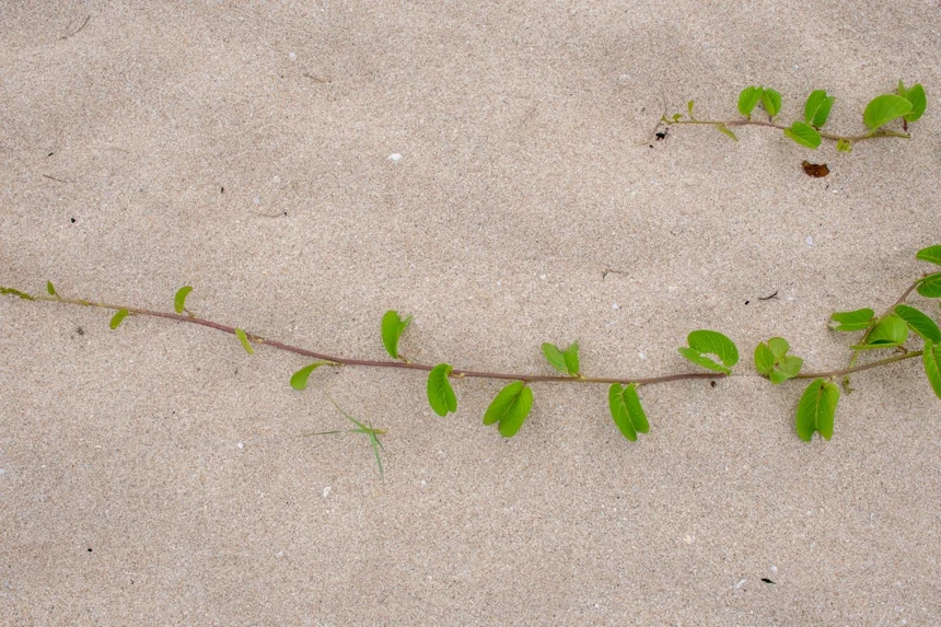 Growth