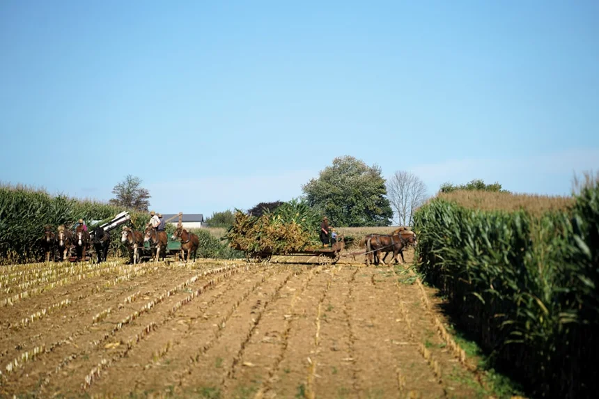 Agricultural loan