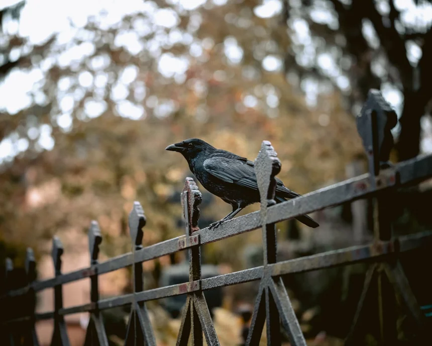Borrower