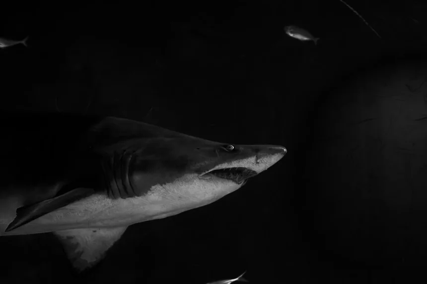 Loan shark