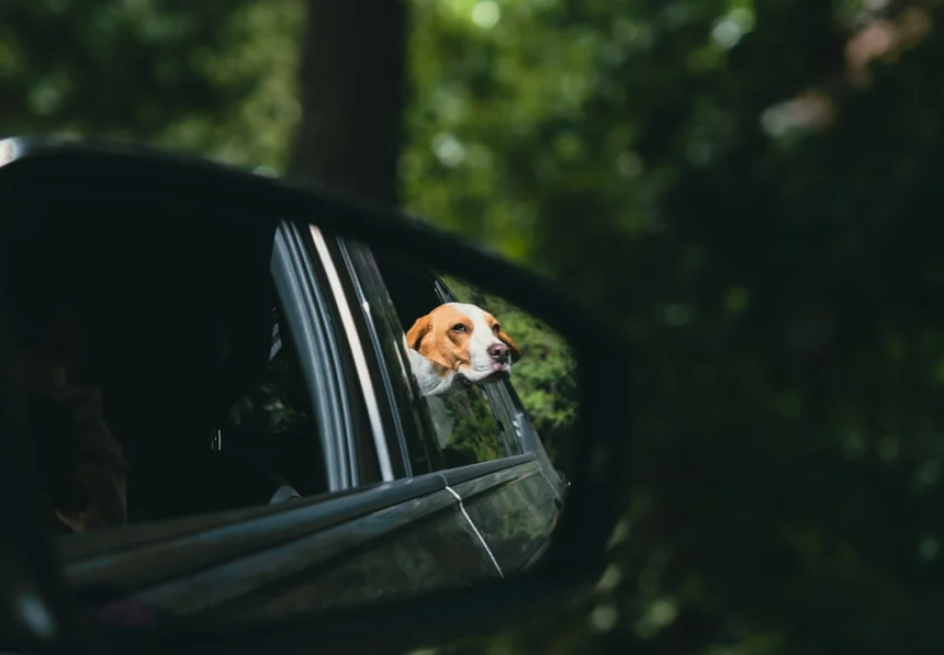 Pet Insurance