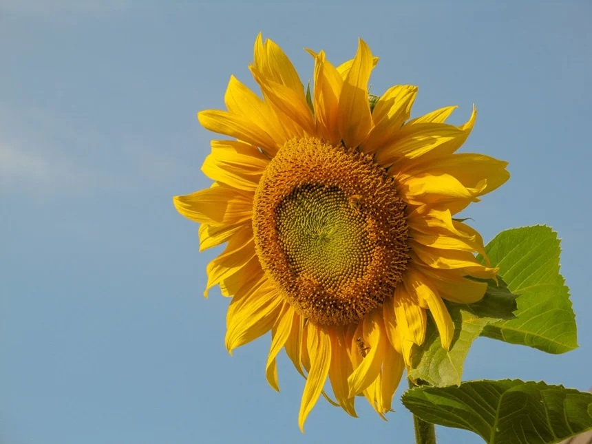 Sunshine Loan