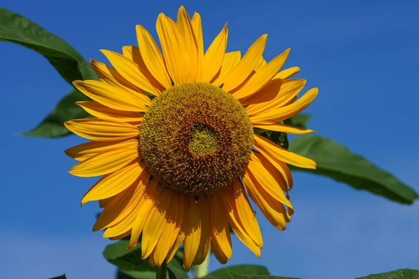 Sunshine Loan