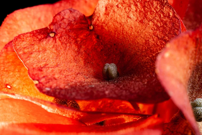 Colorectal Cancer