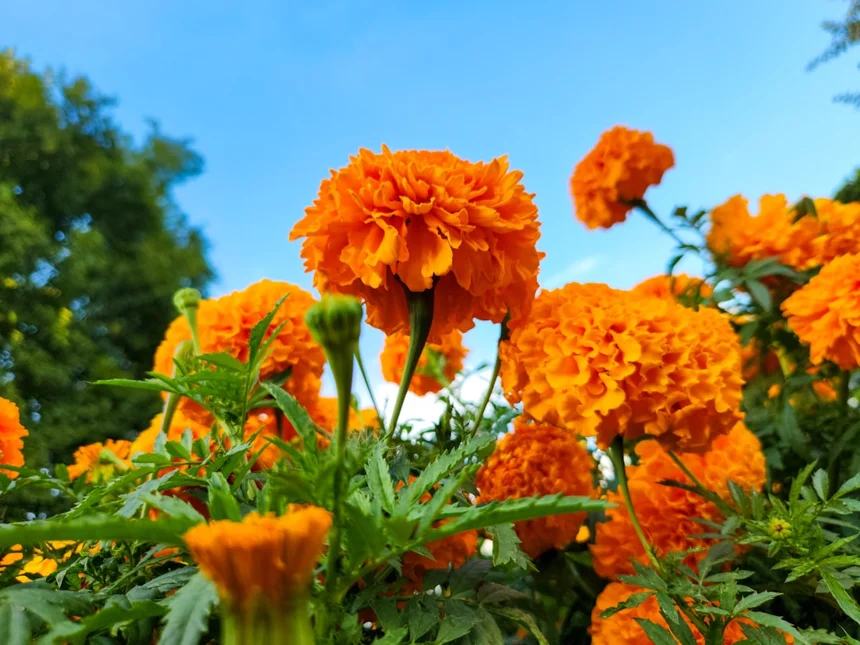 Marigold