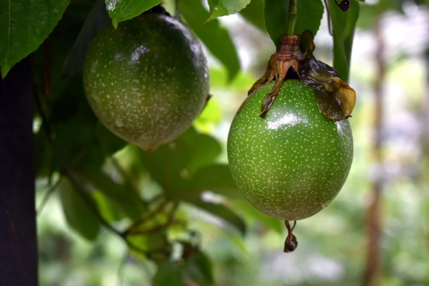 Passionfruit