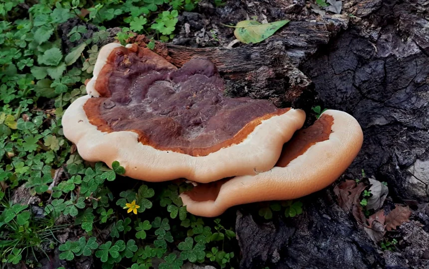 Reishi