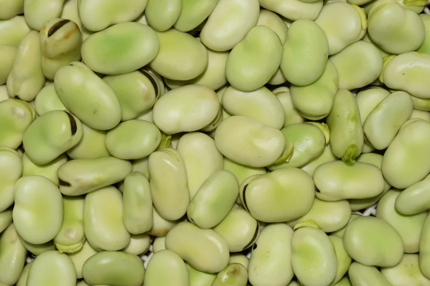 Bean sprouts