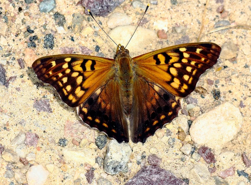 Emperor