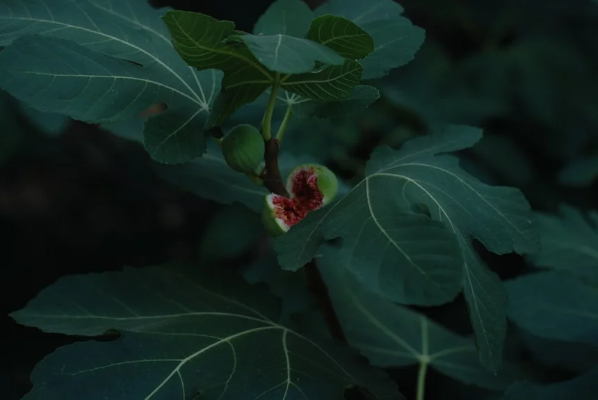 Ficus
