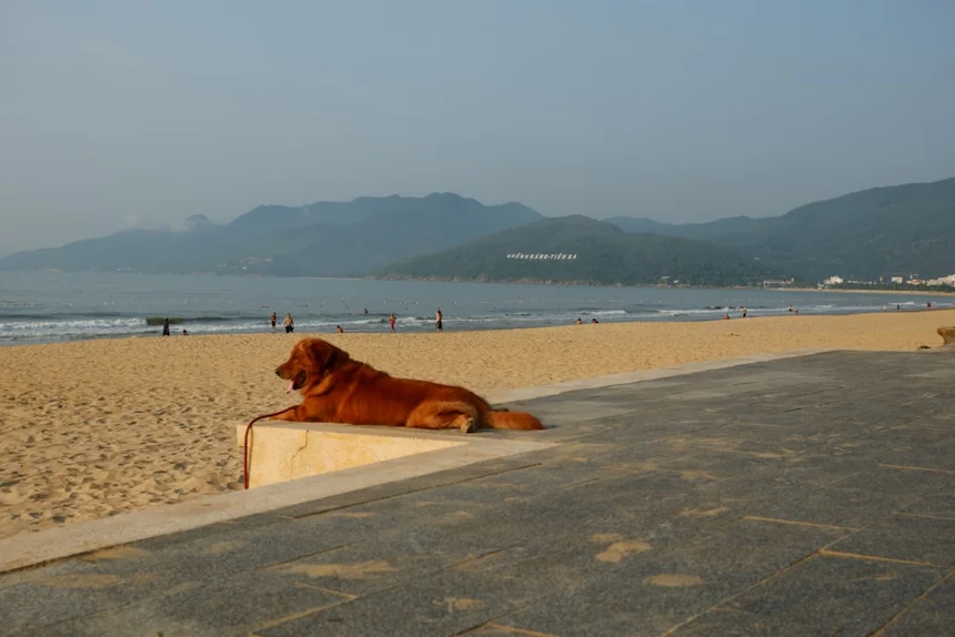 Korean Mastiff