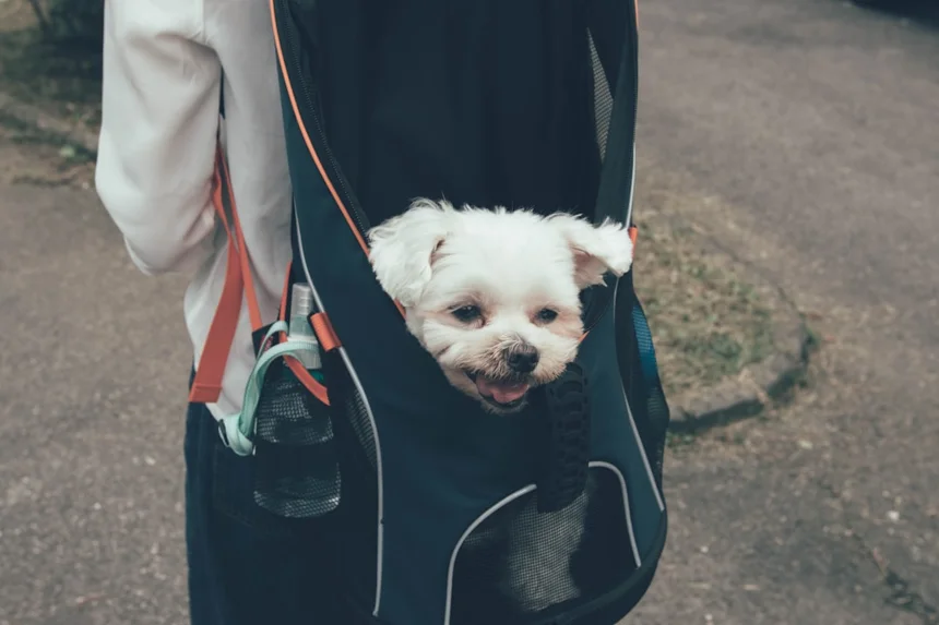 Maltese