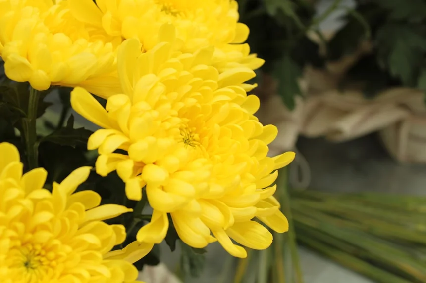 Chrysanthemum.