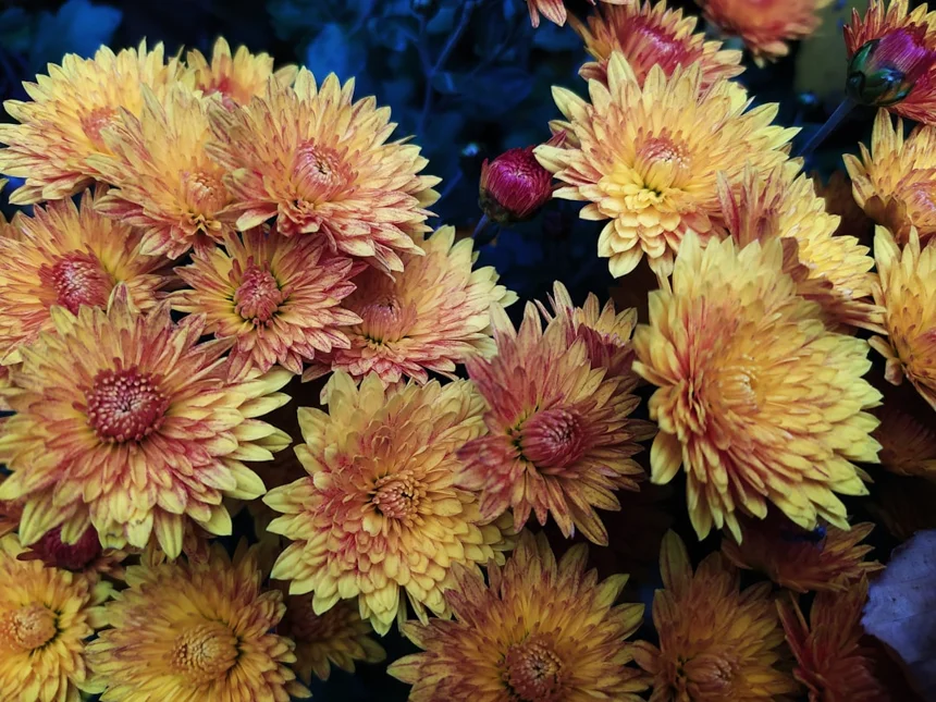 Chrysanthemum.