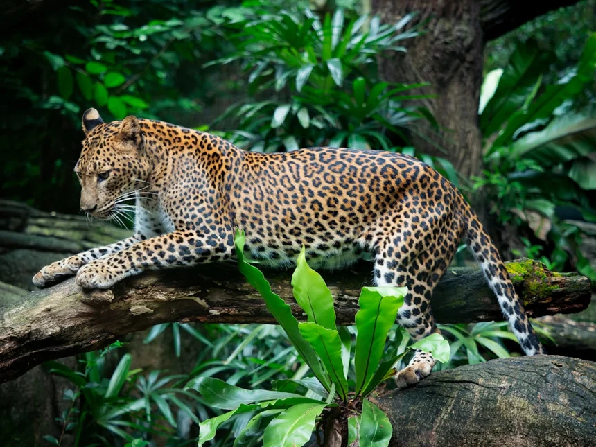 Jaguar