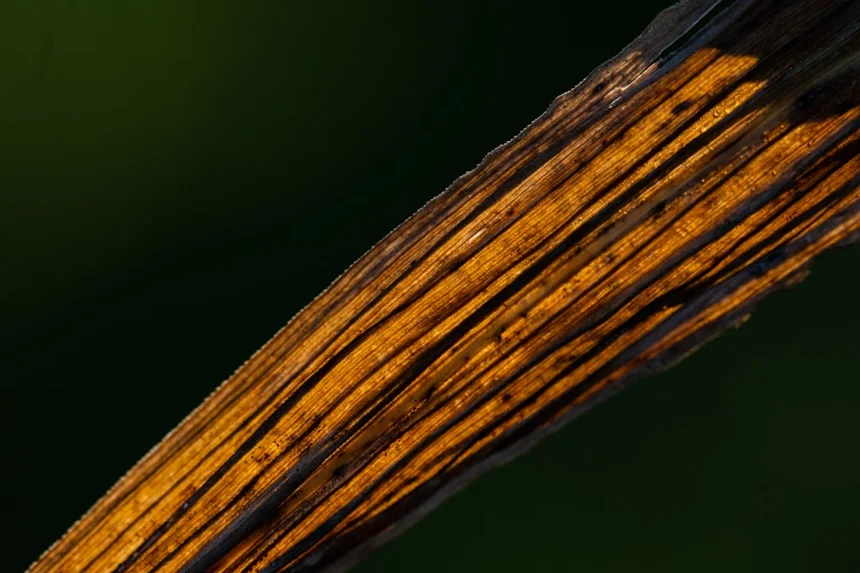 Agarwood