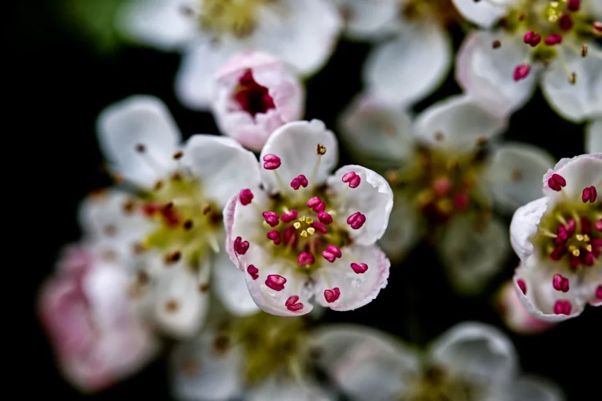 Aronia