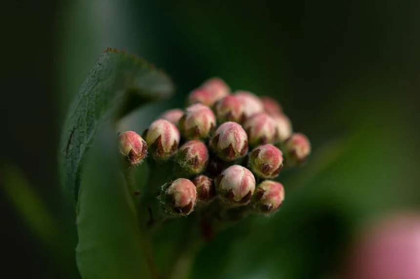 Aronia