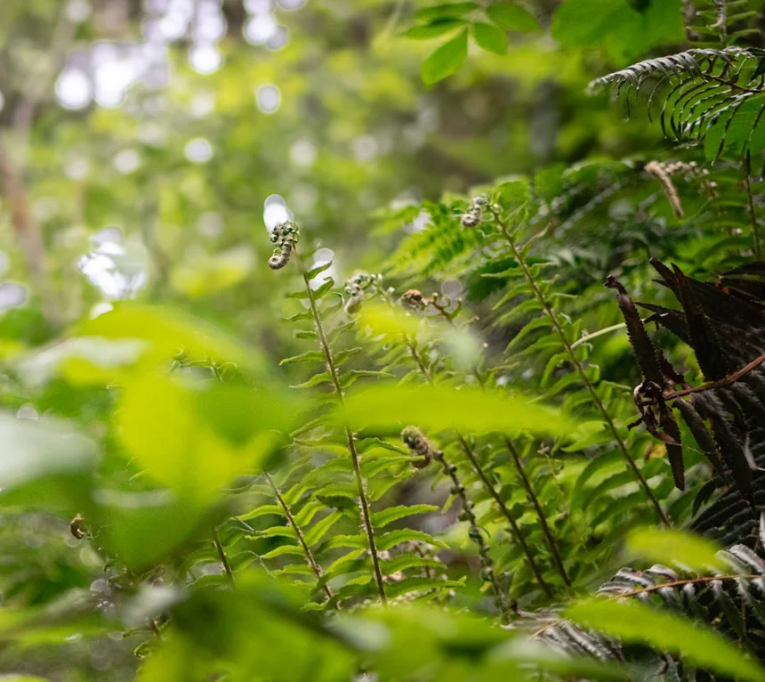 Fiddlehead fern