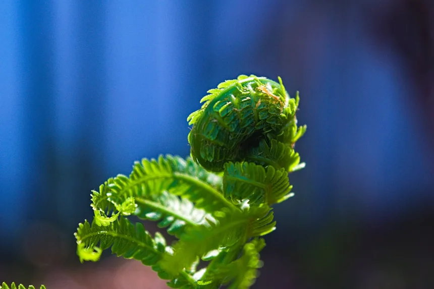 Fiddlehead fern