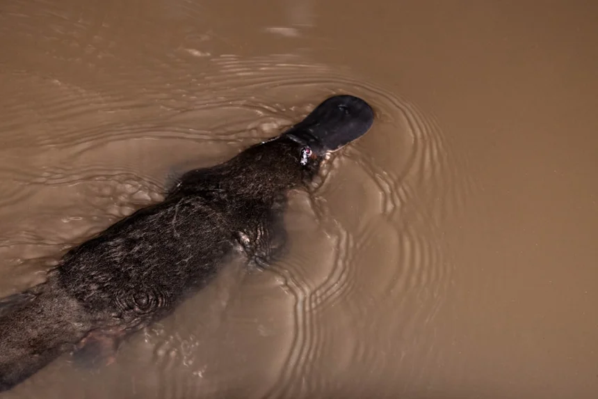 Platypus